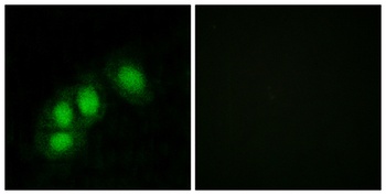 Hint1 antibody