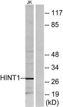 Hint1 rabbit pAb