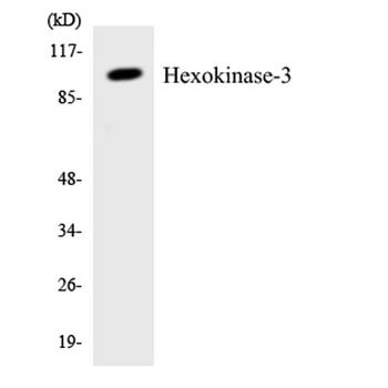 HXK III antibody