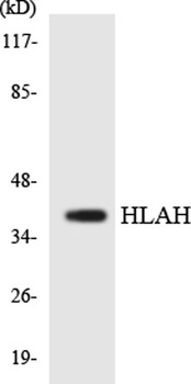 HLA-H rabbit pAb