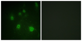 HMG-14 (phospho Ser21) rabbit pAb