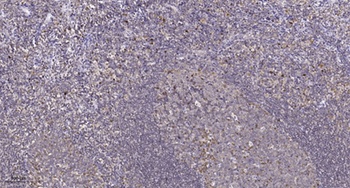 HMG-14 rabbit pAb