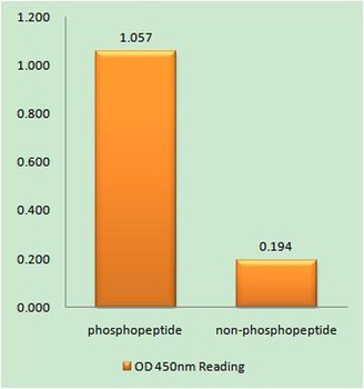 Nur77 (phospho Ser351) rabbit pAb