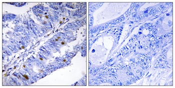 Nur77 (phospho Ser351) rabbit pAb