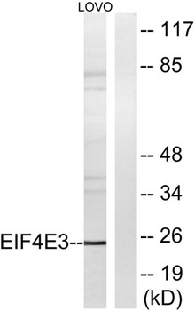 eIF4E3 rabbit pAb