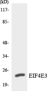 eIF4E3 antibody