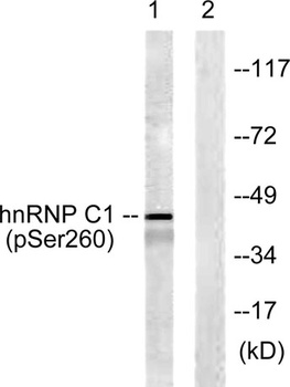 hnRNP C1/2 (phospho Ser260) rabbit pAb