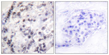 hnRNP C1/2 rabbit pAb