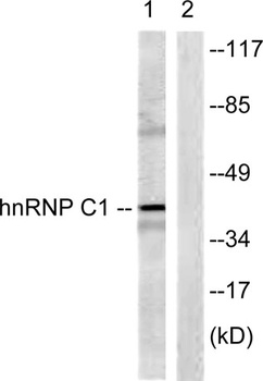 hnRNP C1/2 rabbit pAb