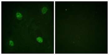 hnRNP D0 (phospho Ser83) rabbit pAb