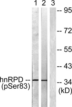 hnRNP D0 (phospho-Ser83) antibody