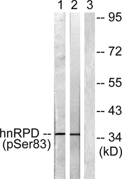 hnRNP D0 (phospho Ser83) rabbit pAb