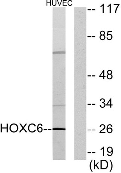 Hox-C6 rabbit pAb