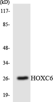 Hox-C6 rabbit pAb