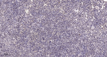 Hox-C6 antibody