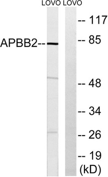 Fe65L antibody
