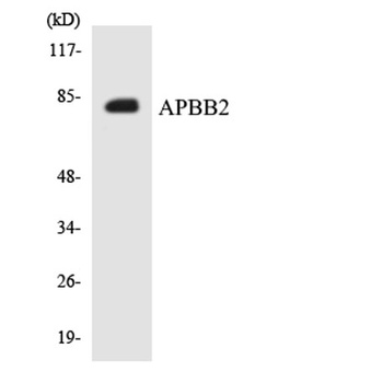 Fe65L antibody