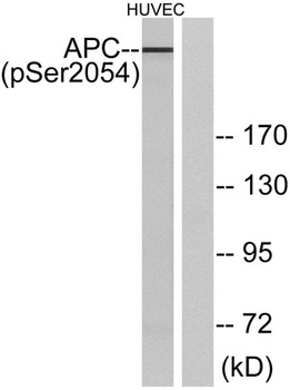 APC (phospho Ser2054) rabbit pAb