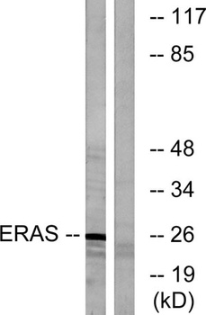 E-Ras rabbit pAb