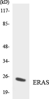 E-Ras antibody