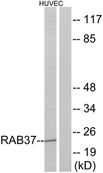 Rab 37 antibody
