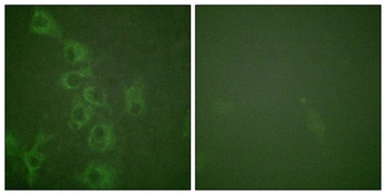 Histamine H1 Receptor (phospho Ser398) rabbit pAb