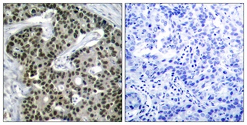 HSF1 (phospho Ser303) rabbit pAb