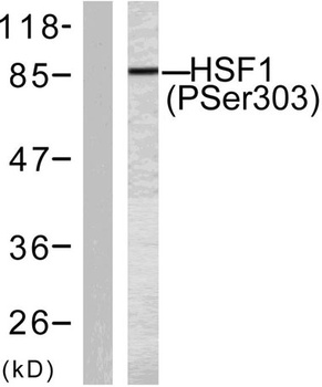 HSF1 (phospho-Ser303) antibody