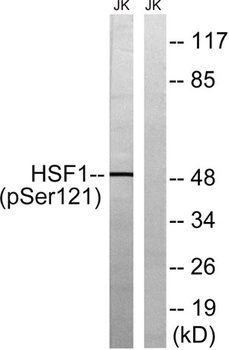 HSF1 (phospho Ser121) rabbit pAb