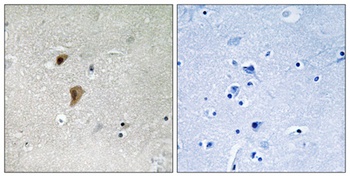 HSF1 (phospho Thr142) rabbit pAb