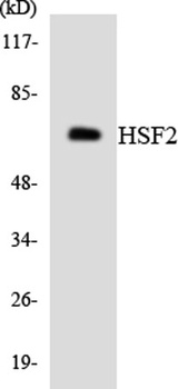 HSF2 rabbit pAb