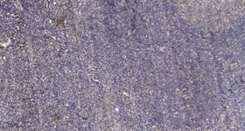 HSF2 rabbit pAb