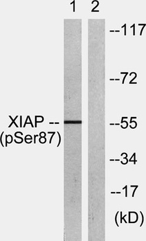 XIAP (phospho Ser87) rabbit pAb