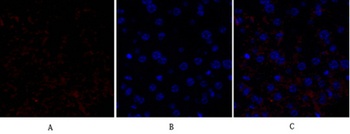 HSP27 rabbit pAb