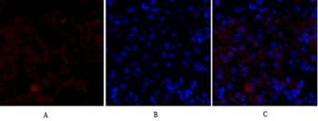 HSP27 rabbit pAb