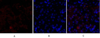 HSP27 antibody