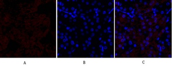 HSP27 rabbit pAb