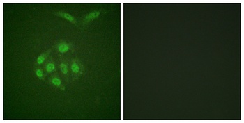 Survivin (phospho Thr117) rabbit pAb