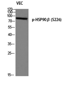 HSP90β (phospho Ser226) rabbit pAb
