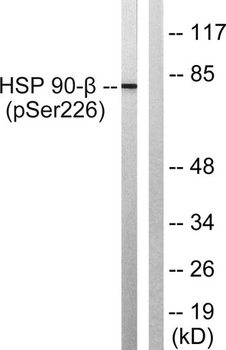 HSP90β (phospho Ser226) rabbit pAb