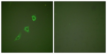 HSP10 antibody