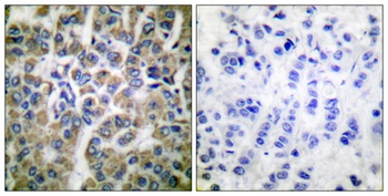 HSP10 rabbit pAb