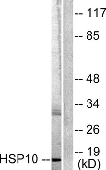 HSP10 rabbit pAb