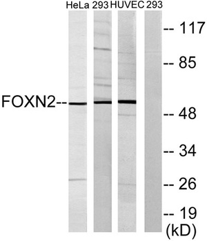 FoxN2 rabbit pAb