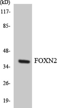 FoxN2 rabbit pAb