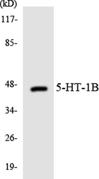 SR-1B rabbit pAb