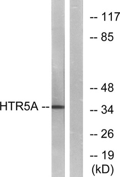 SR-5A antibody