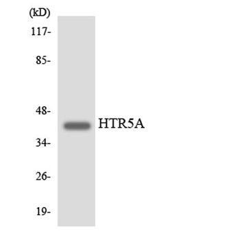 SR-5A antibody