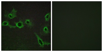 SR-7 rabbit pAb Antibody