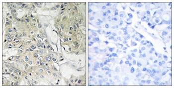 Anoctamin-9 rabbit pAb